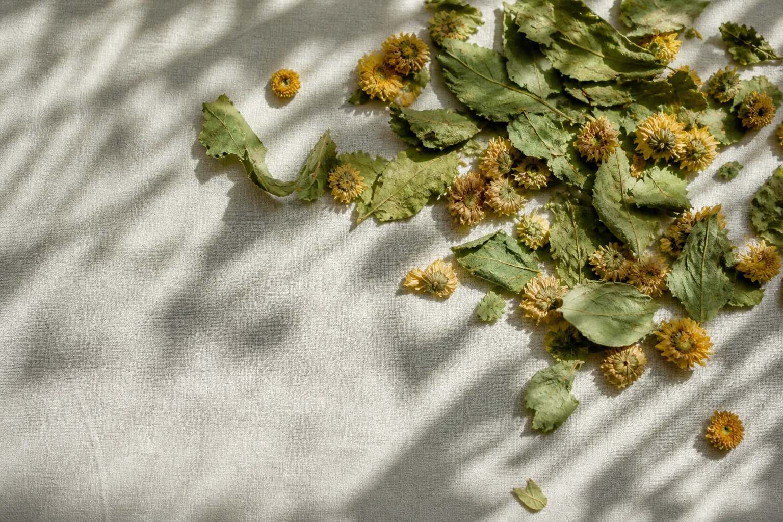 Dried mulberry leaves and yellow chrysanthemum for flu and dry cough tea