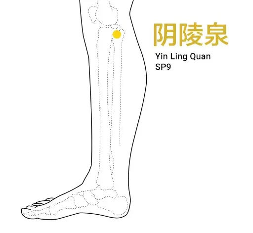 Teaching diagram locating Yin Ling Quan SP9 below the inner knee