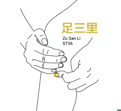 Teaching diagram locating Zu San Li ST36 below the outer kneecap