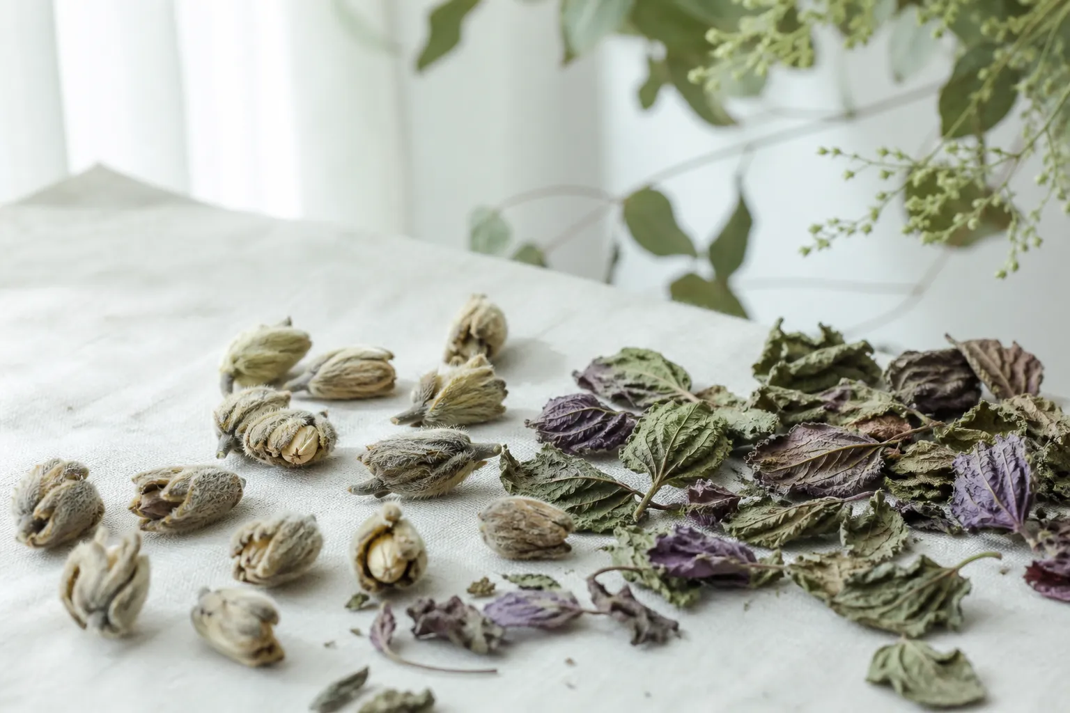 Dried magnolia flower buds and purple perilla leaves for Xin Yi Su Ye tea