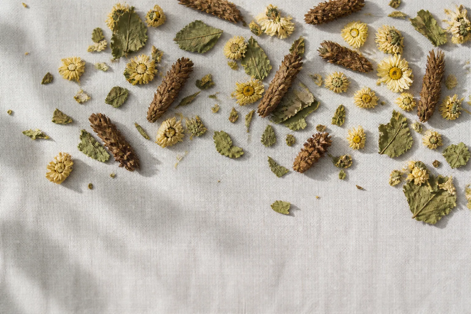 Dried chrysanthemum, mulberry leaf, and Prunella for Mind Relaxing Tea at PULSE TCM