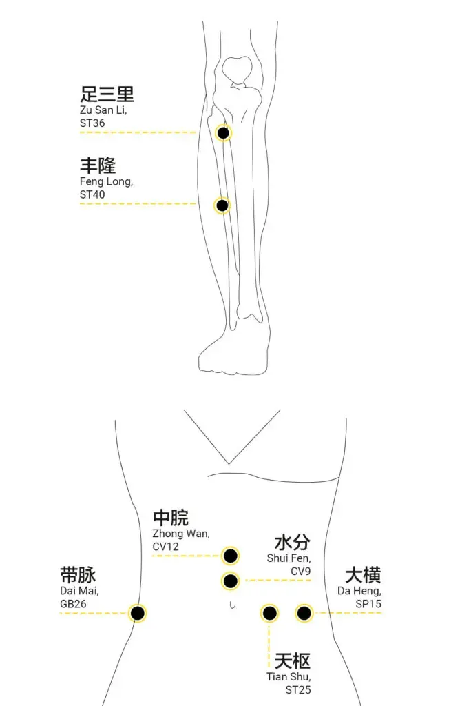 Diagram of ST36, ST40 on the lower leg and CV12, CV9, GB26, ST25, SP15 on the abdomen for sedentary weight acupressure