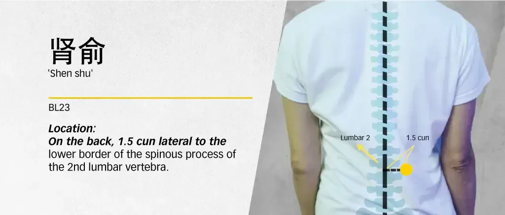 Illustration locating Shen Shu BL23 on the lower back