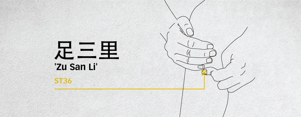 Teaching diagram locating Zu San Li ST36 below the outer kneecap