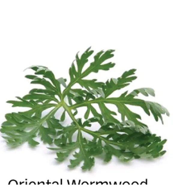 Oriental wormwood 茵陈 for digestive damp-heat acne at PULSE TCM