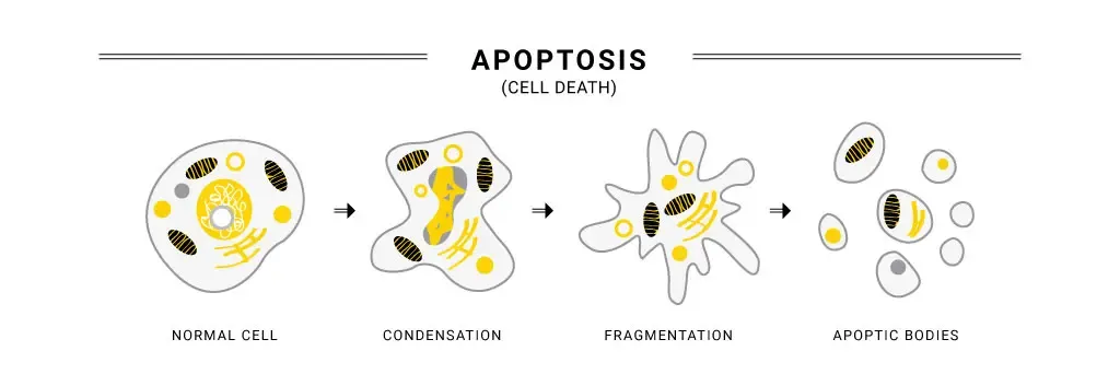 Four-stage apoptosis diagram: normal cell, condensation, fragmentation, and apoptotic bodies