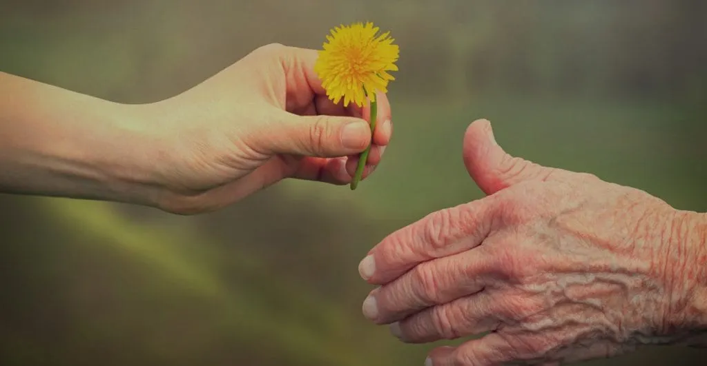 Young and older hands meeting over a yellow dandelion, showing ageing continuity