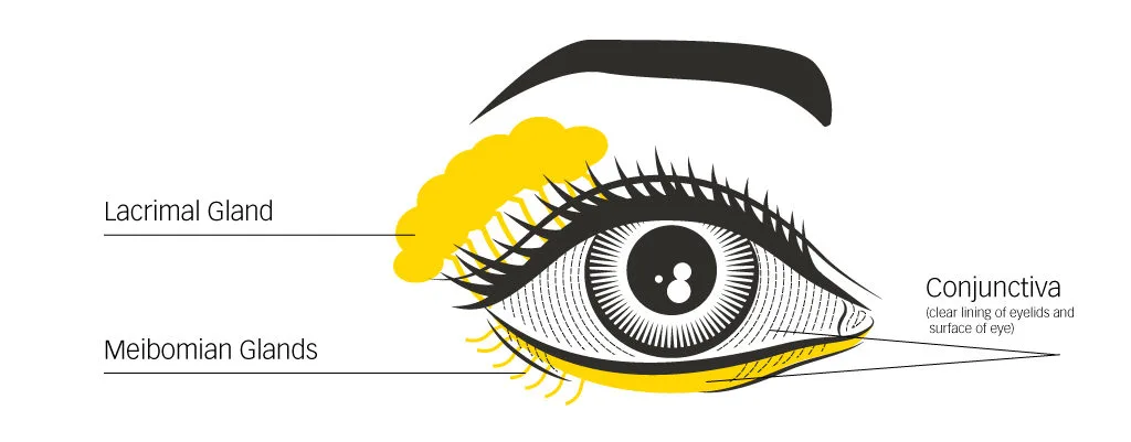 Labeled eye anatomy showing lacrimal gland, meibomian glands, and conjunctiva for dry-eye care