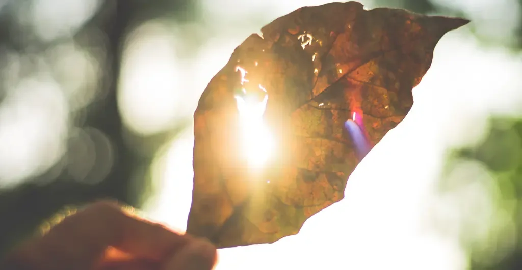 Sunlit dried leaf against bright light for summer heat and humidity care at PULSE TCM