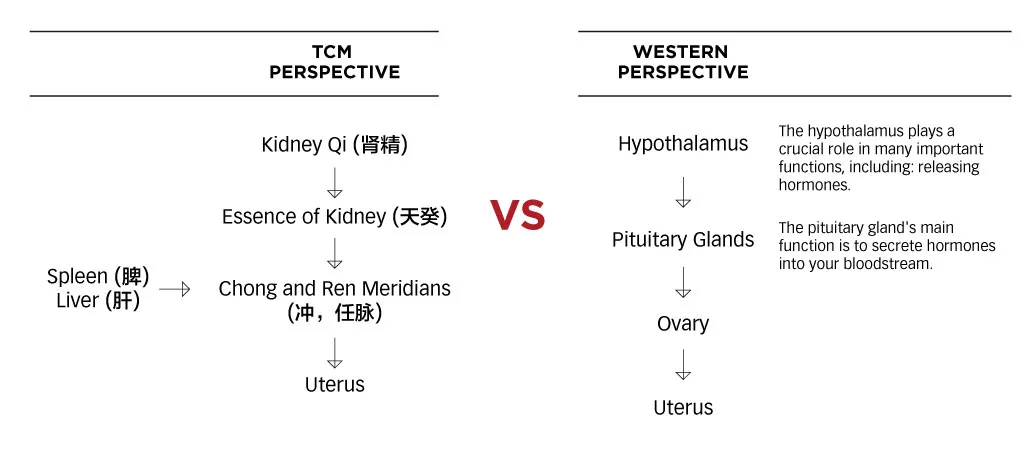 Flowchart comparing Western hormone axis and TCM organ pathways for the menstrual cycle