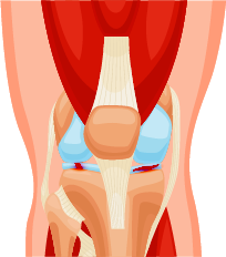Knee ligaments including the ACL in an anterior diagram
