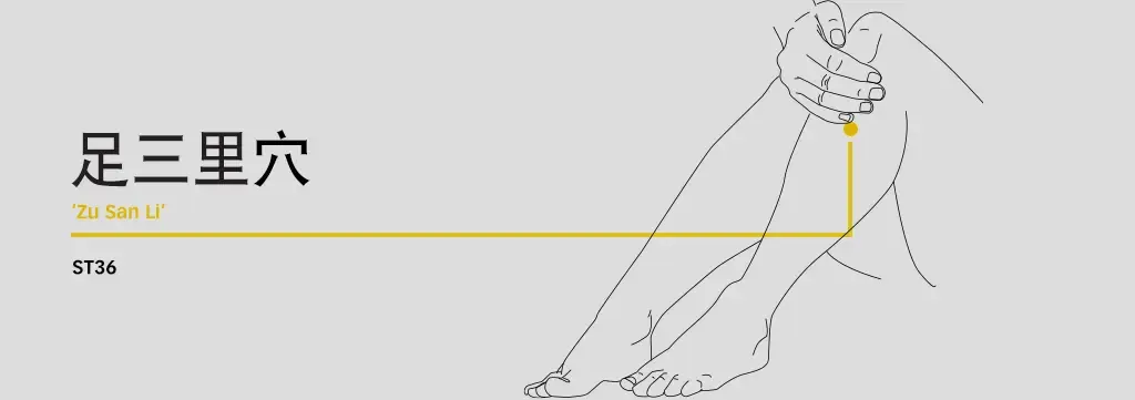 Diagram locating Zu San Li ST36 below the outer kneecap for Long COVID fatigue