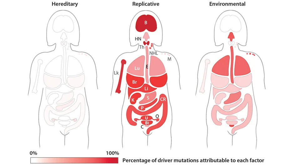 Body map of cancer-promoting mutation sources: replicative, environmental, and hereditary