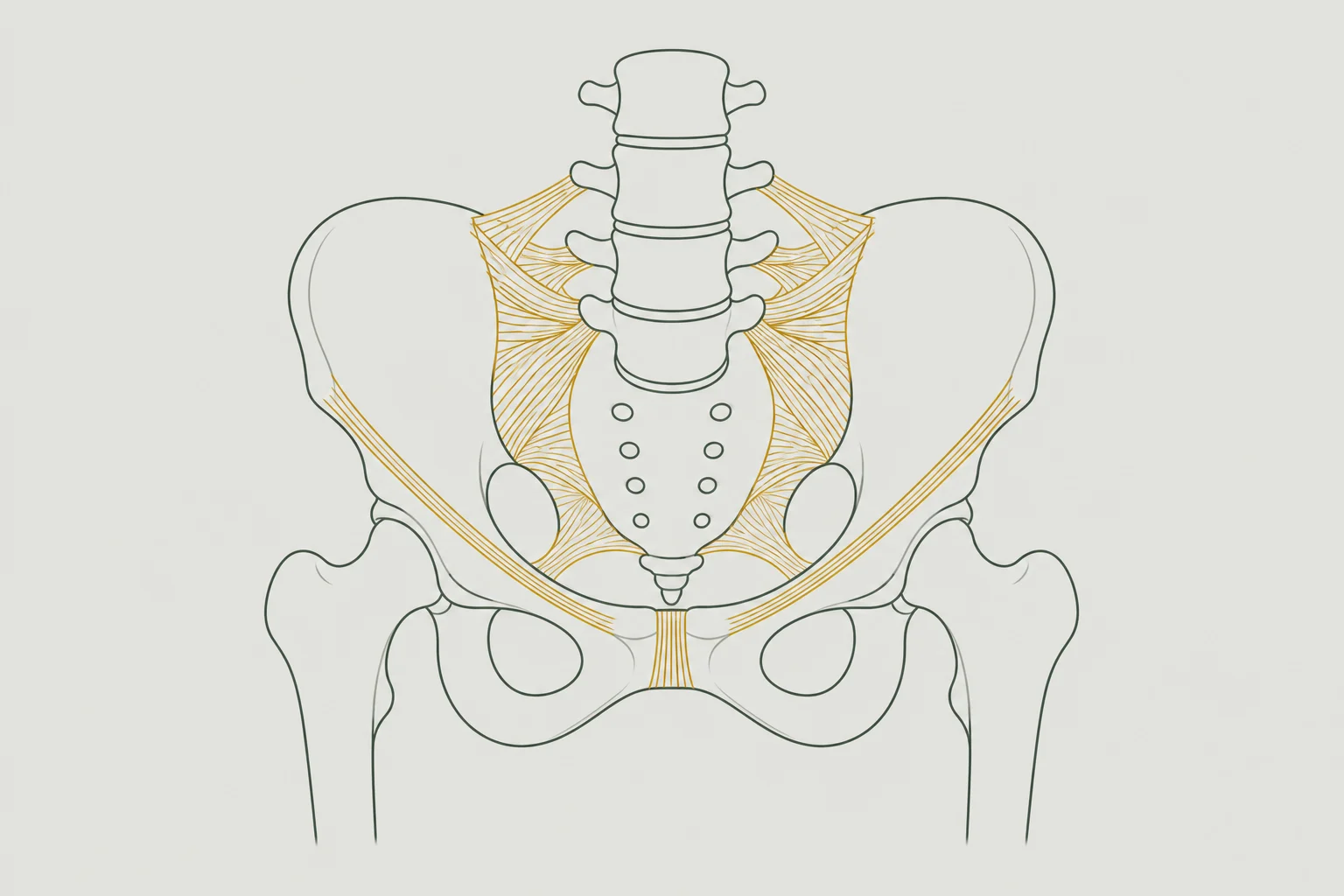 Sage-line pelvic girdle diagram with gold ligament bands at the sacroiliac joints, pubic front, and hip support