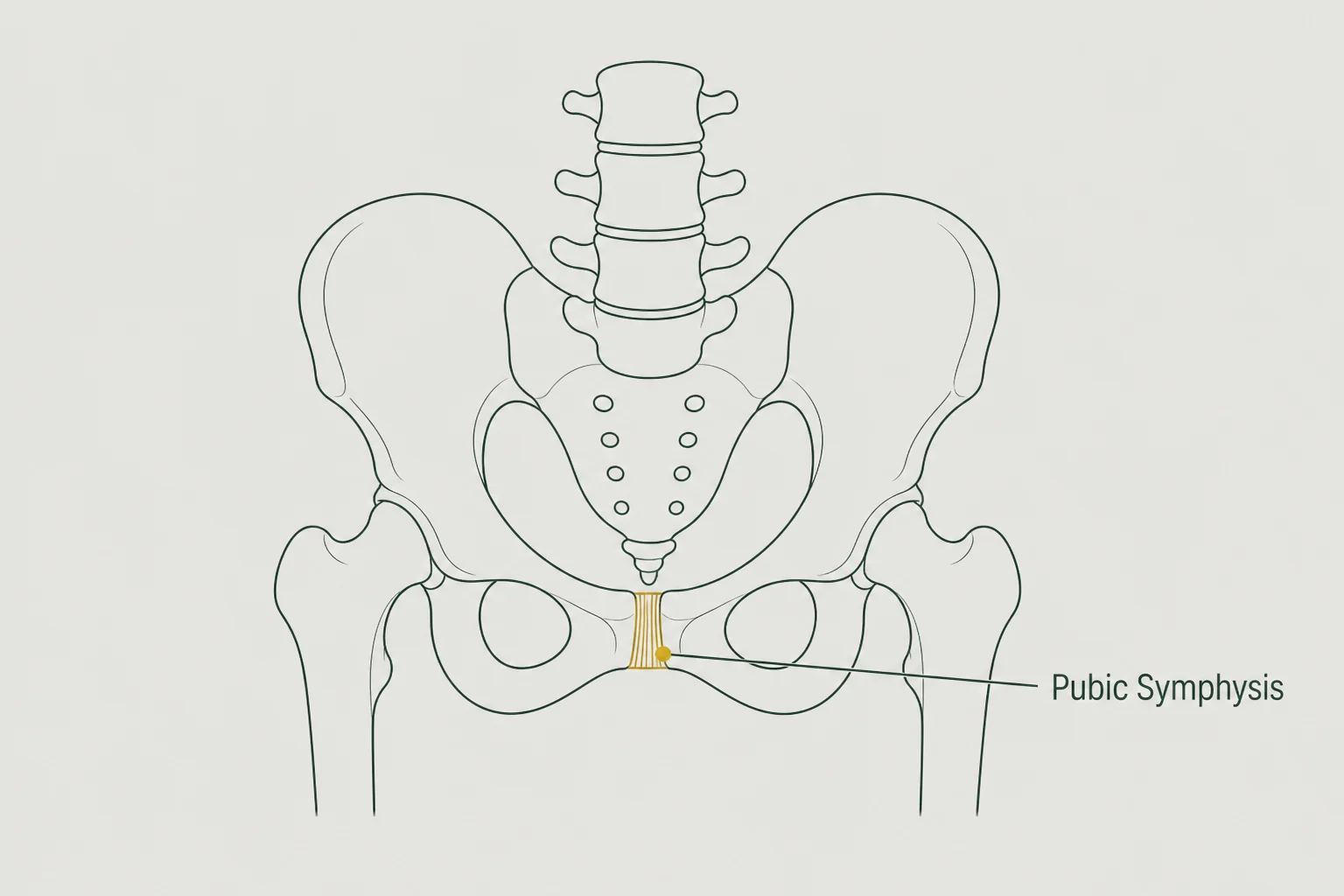 Sage-line pelvic diagram on mist with a gold callout labelled Pubic Symphysis at the front midline
