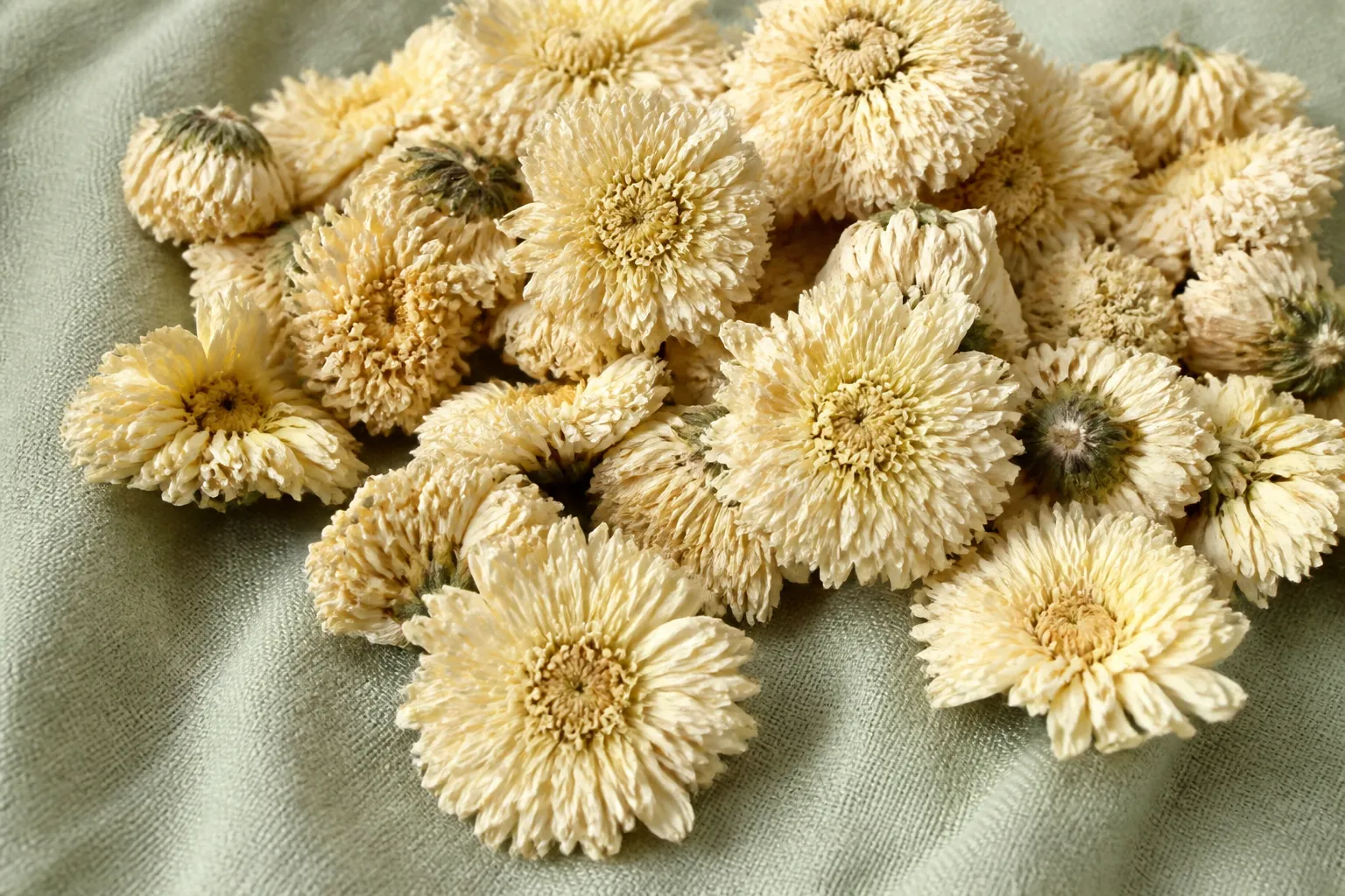 Dried pale white chrysanthemum flowers used for tired-eye tea