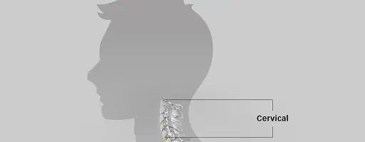 Anatomical diagram of the cervical spine in a neck silhouette