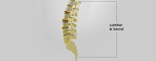 Anatomical diagram of the lumbar and sacral spine