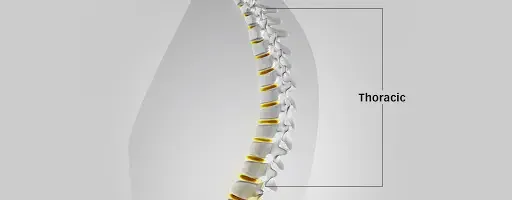 Anatomical diagram of the thoracic spine in a torso silhouette