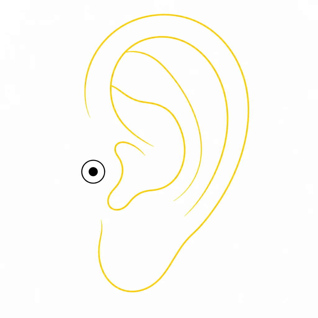 Diagram of the ear Hunger Point just in front of the tragus for appetite support