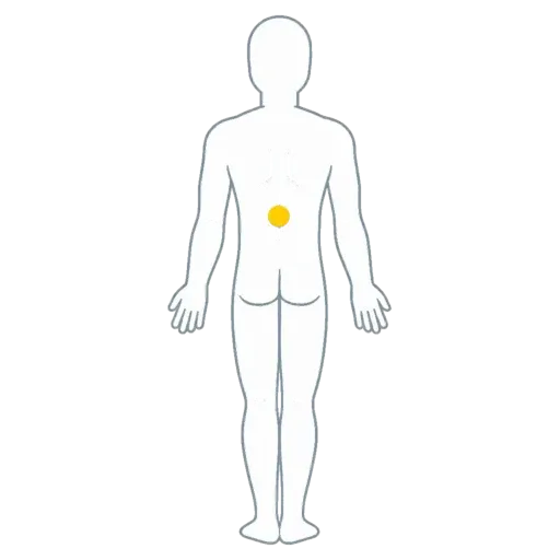Diagram of the mid-back zone for middle back pain