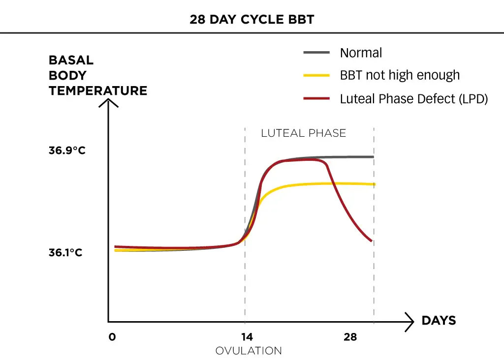 Basal body temperature chart illustrating luteal-phase warming