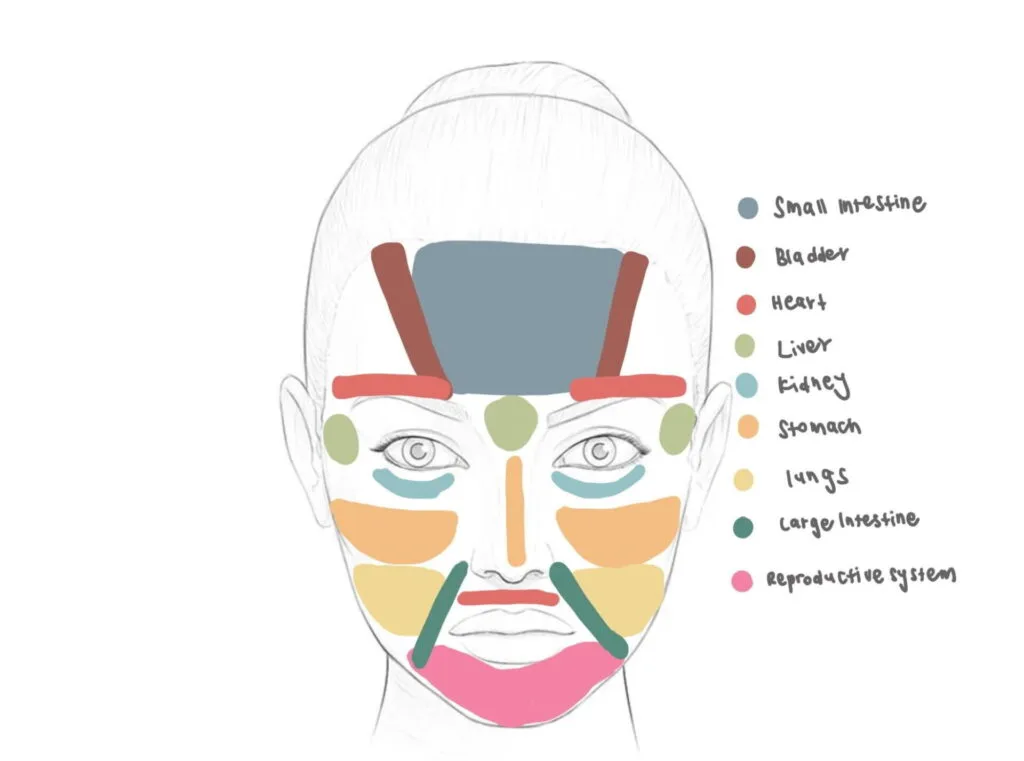 Diagram of TCM Chinese face mapping zones for acne
